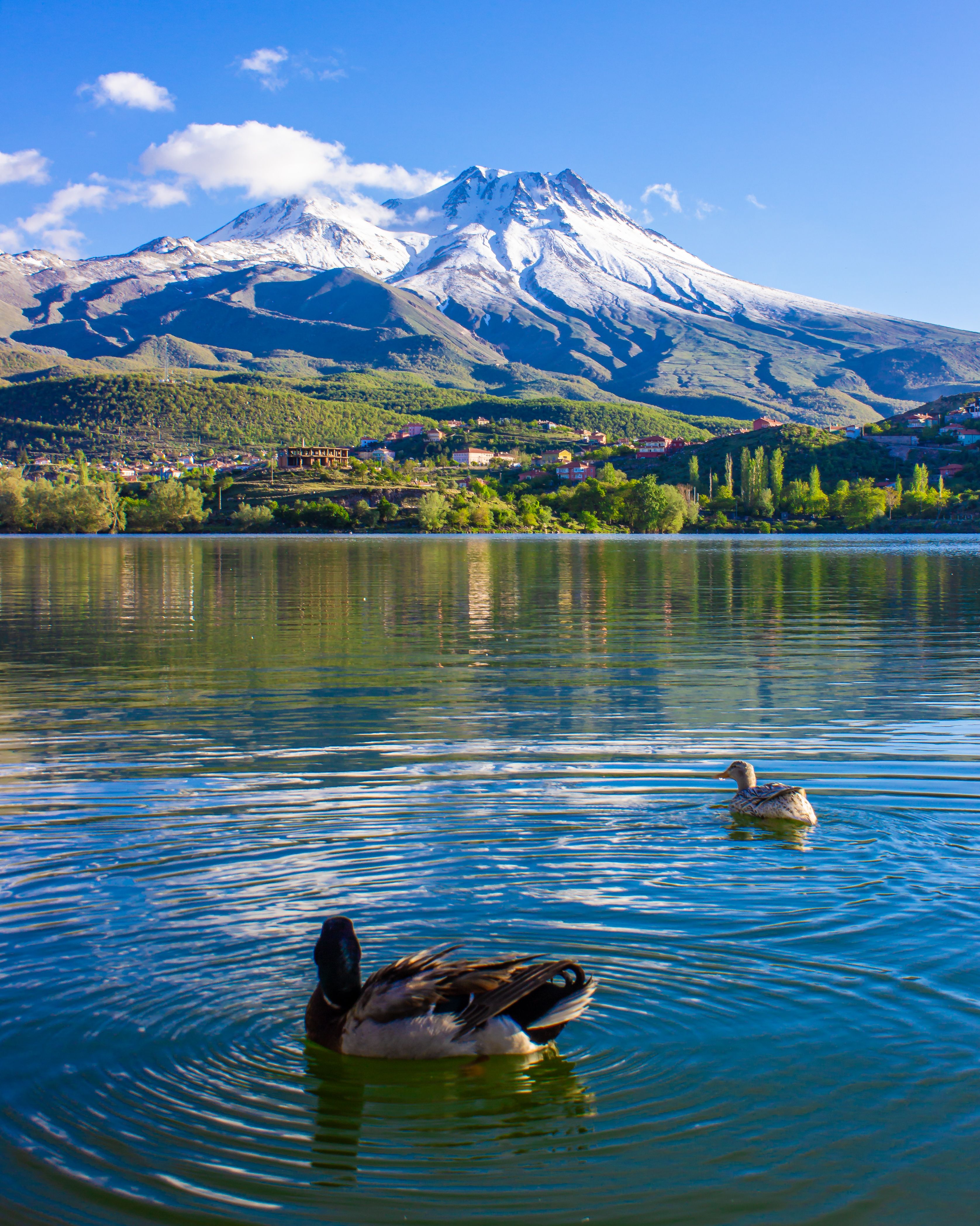 Discover the tranquil beauty of ducks swimming on a lake with Mount Hasan in the background, Aksaray, Türkiye.