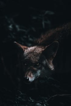 A fox with glowing eyes emerges from the shadows of a dark forest, evoking mystery and intrigue.
