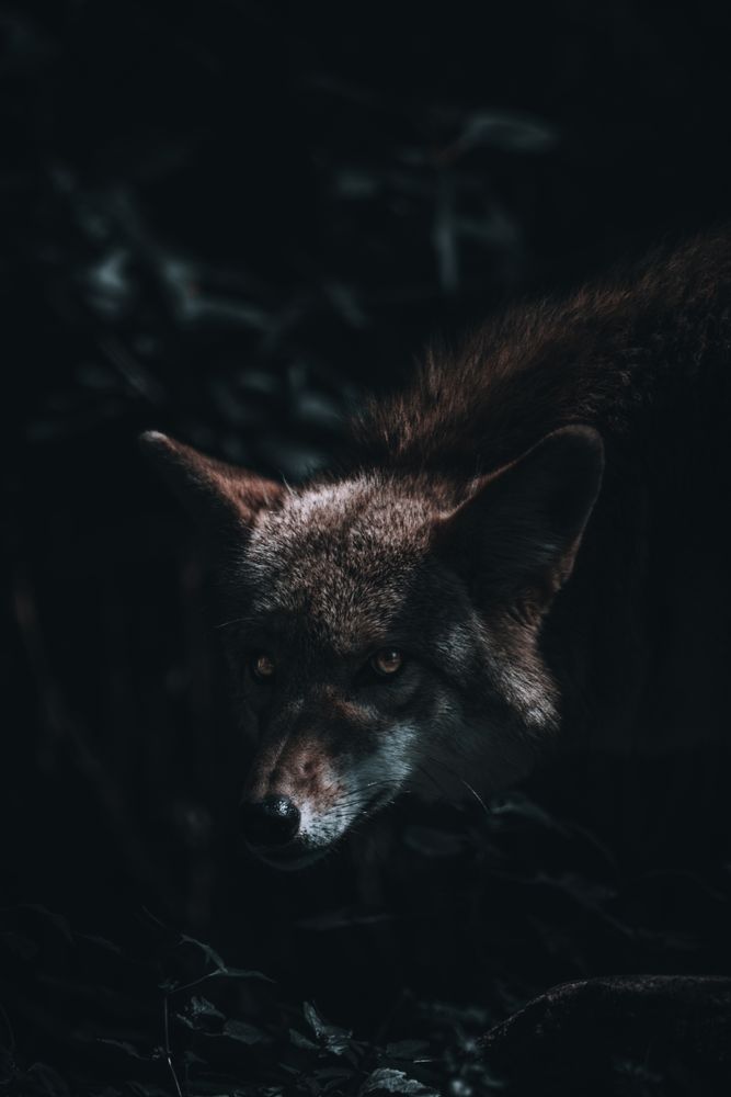 8k Wolves 8k Wallpaper Wolf Photos, Download The BEST Free 8k Wallpaper Wolf ...