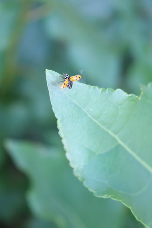 Small insect on green plant leave