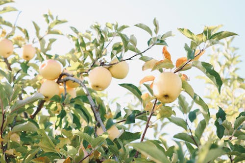 The Cool Trick to Grow Fruit Trees in Tiny Backyards