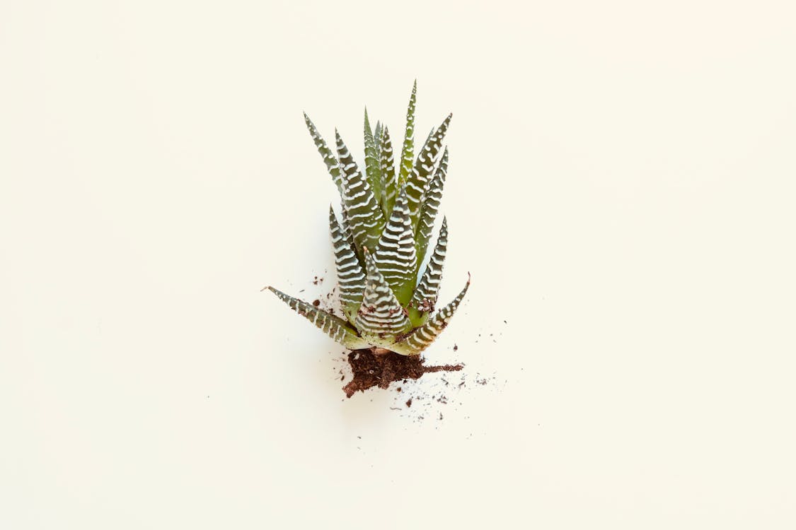 Základová fotografie zdarma na téma Aloe vera, barva, bílé pozadí
