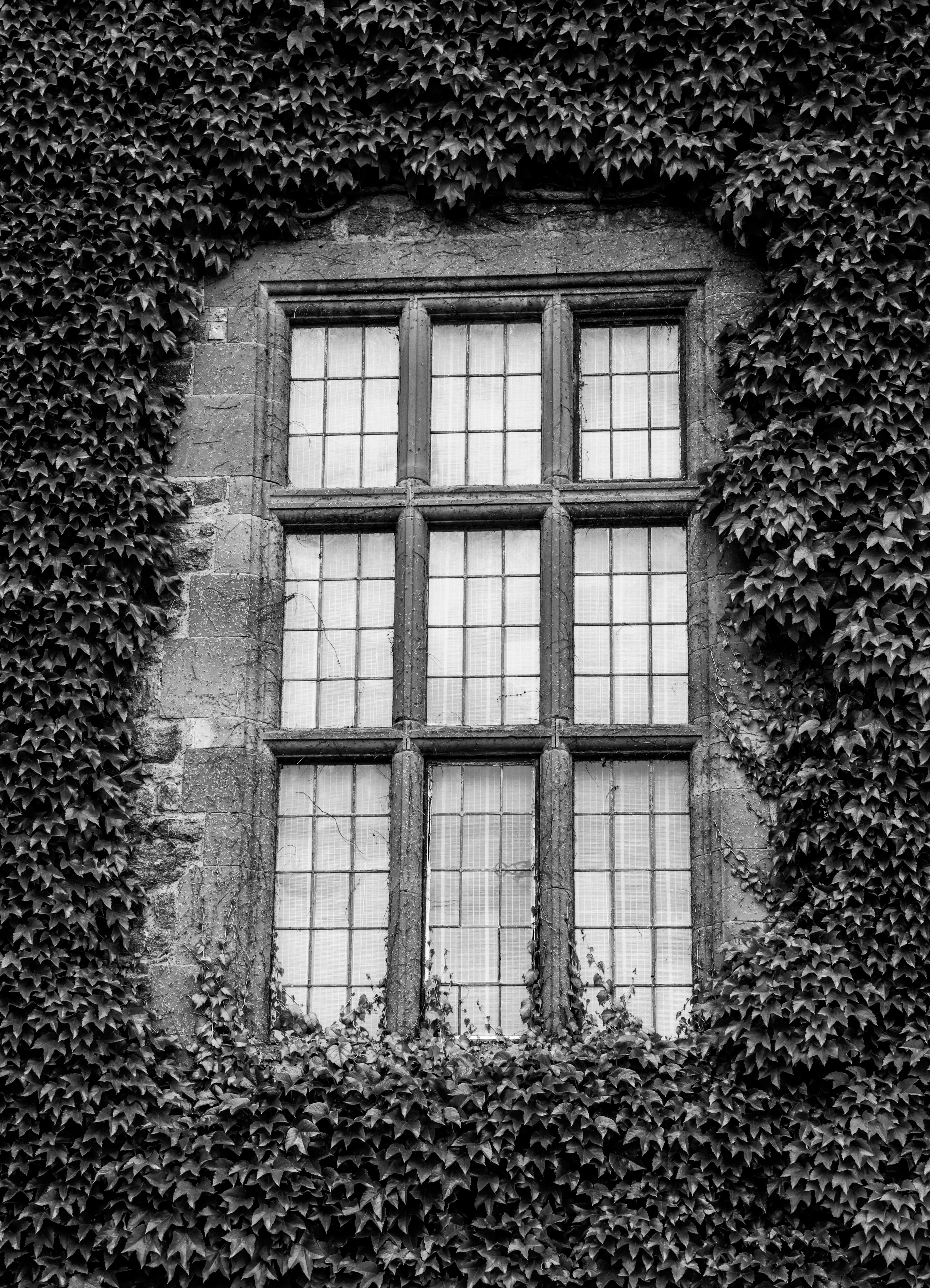 A historic window surrounded by lush ivy on a stone wall in black and white.