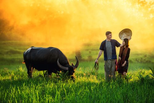 Free stock photo of asian, buffalo, farmer Stock Photo