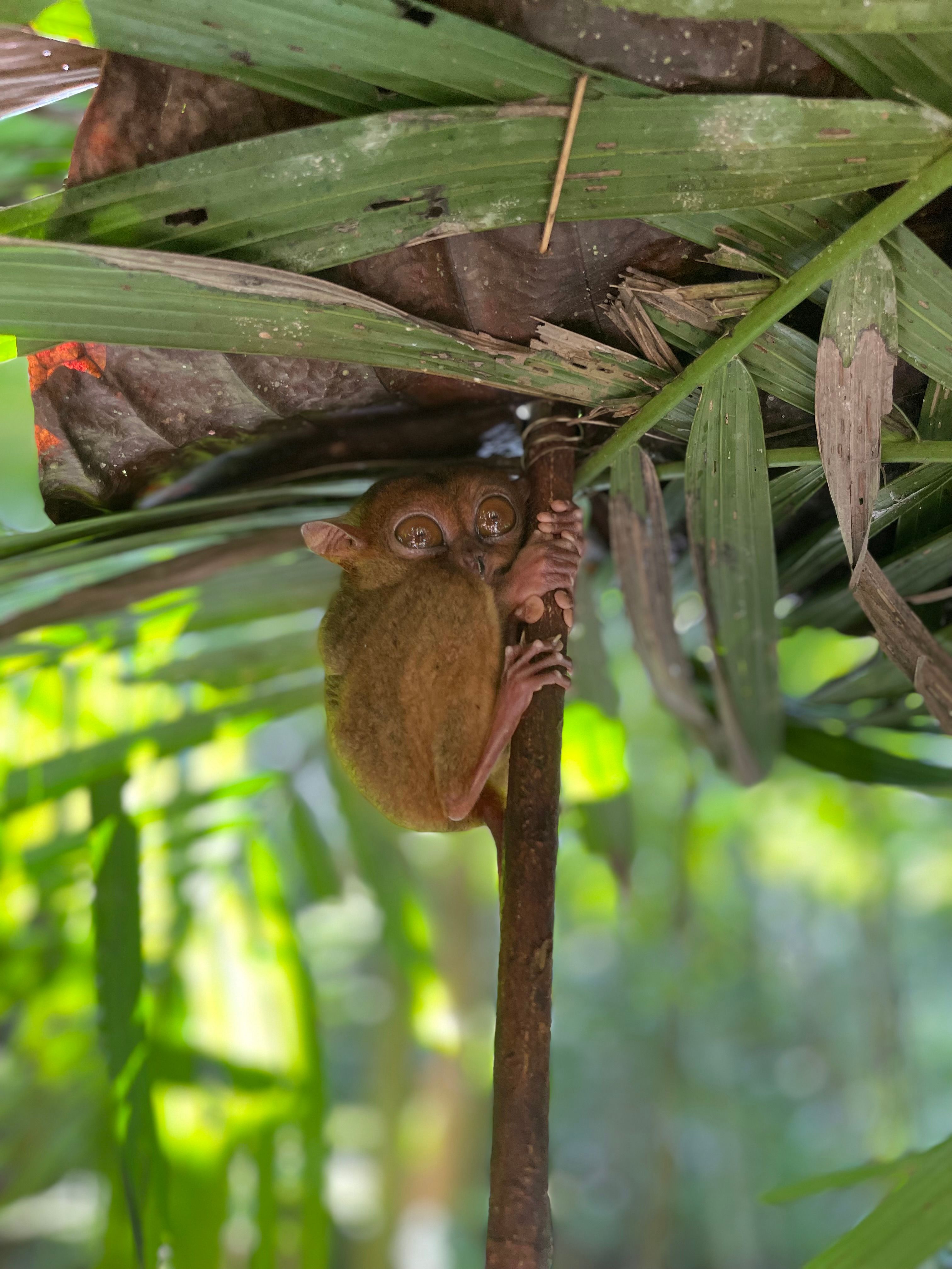 Selective Focus Photography of Sleeping Monkey on Branch · Free Stock Photo