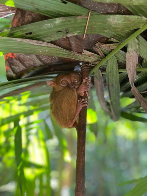 Selective Focus Photography of Sleeping Monkey on Branch · Free Stock Photo