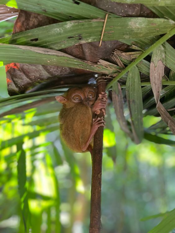 Tarsius Animal on Tree · Free Stock Photo