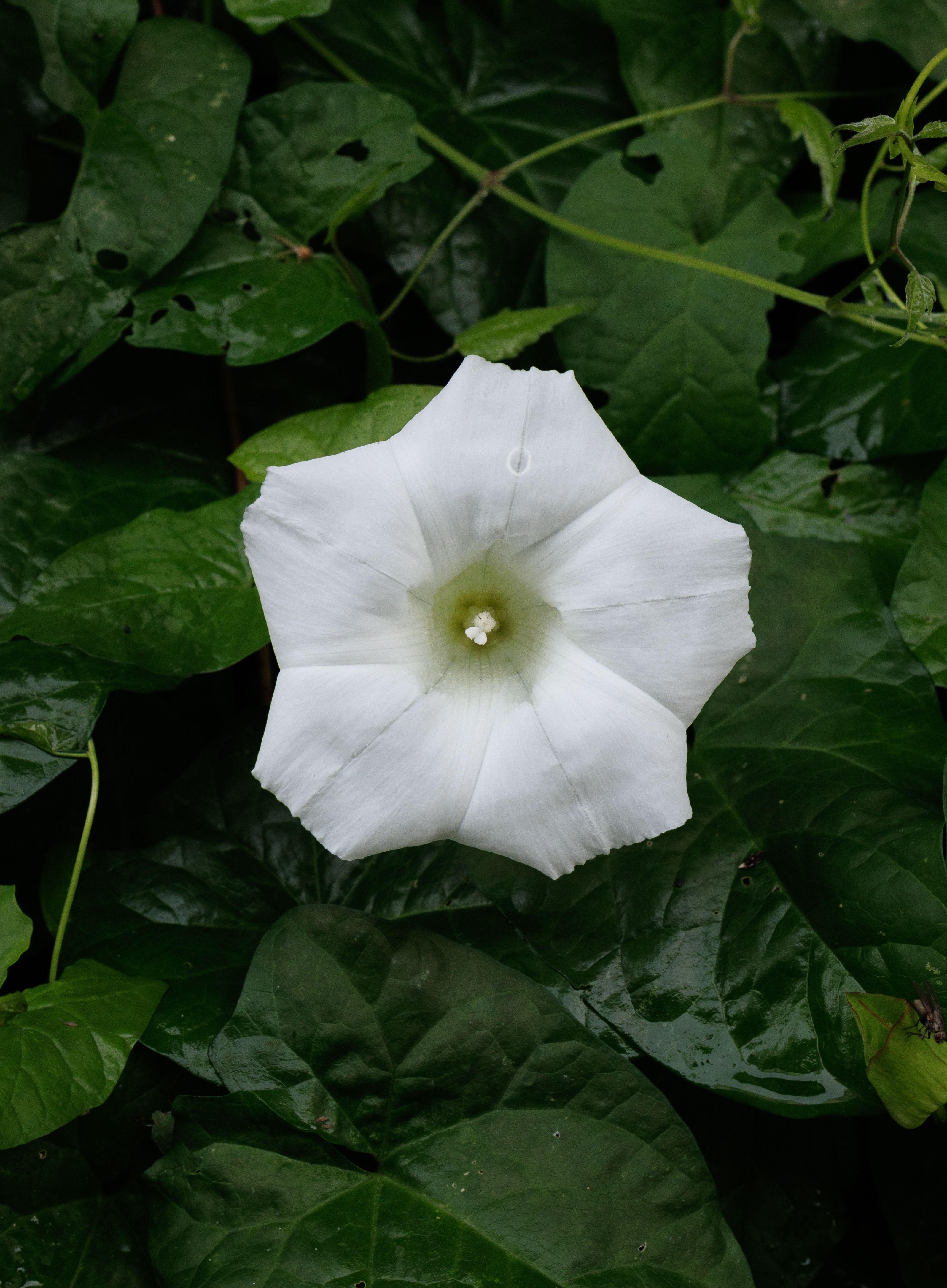 White Field Bindweed Flower · Free Stock Photo