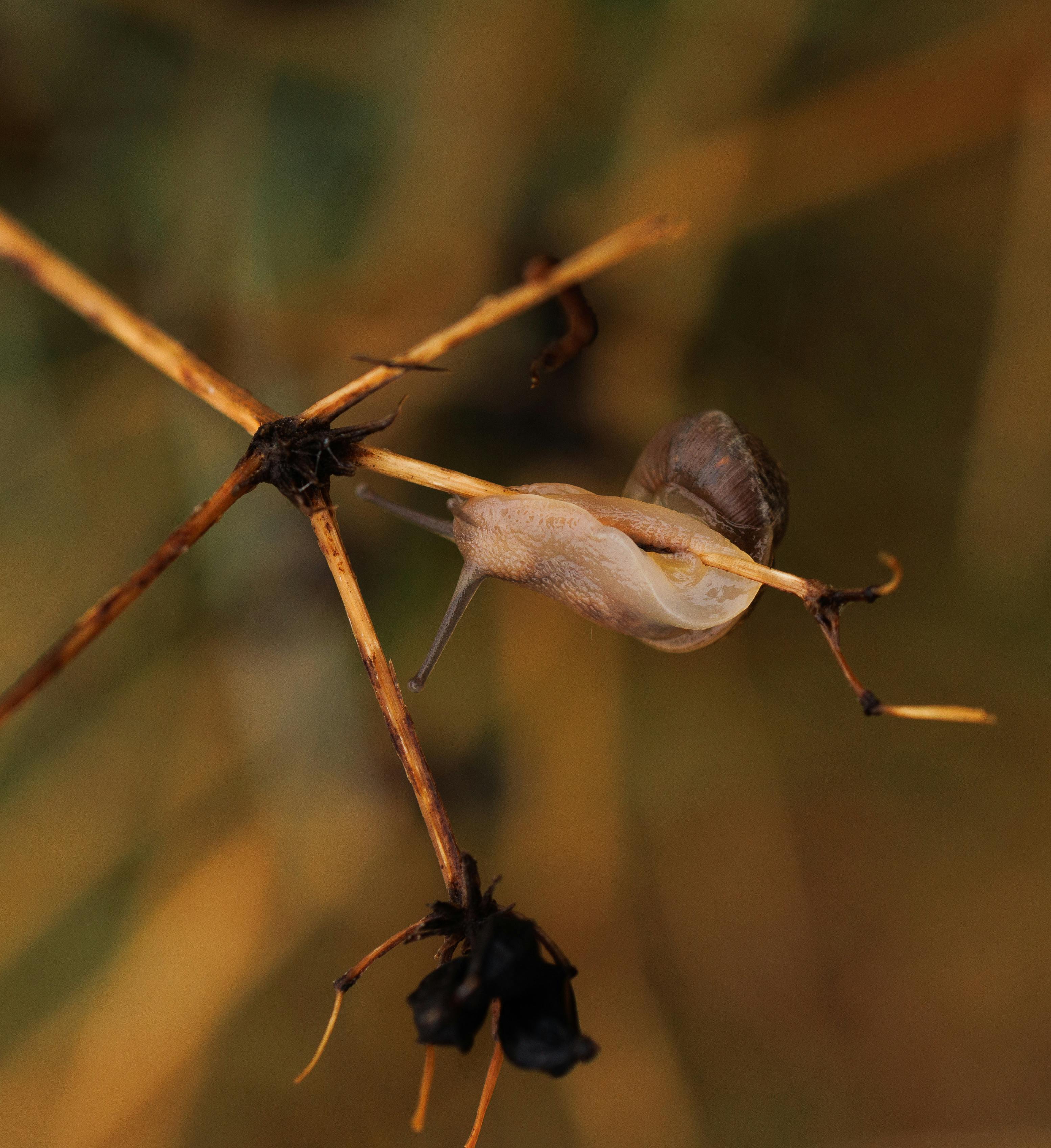 a snail is crawling on a twig