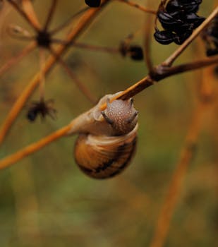 A close-up shot of a snail on a dry plant branch, depicting natural wildlife.