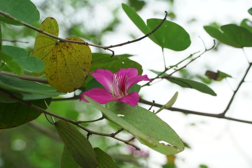 Free Close-up of a vibrant pink tropical flower surrounded by lush green leaves. Stock Photo