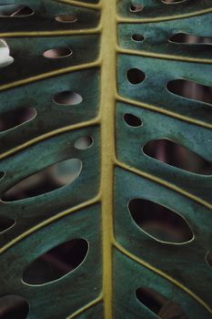Detailed view of a Monstera leaf highlighting its natural texture and pattern.