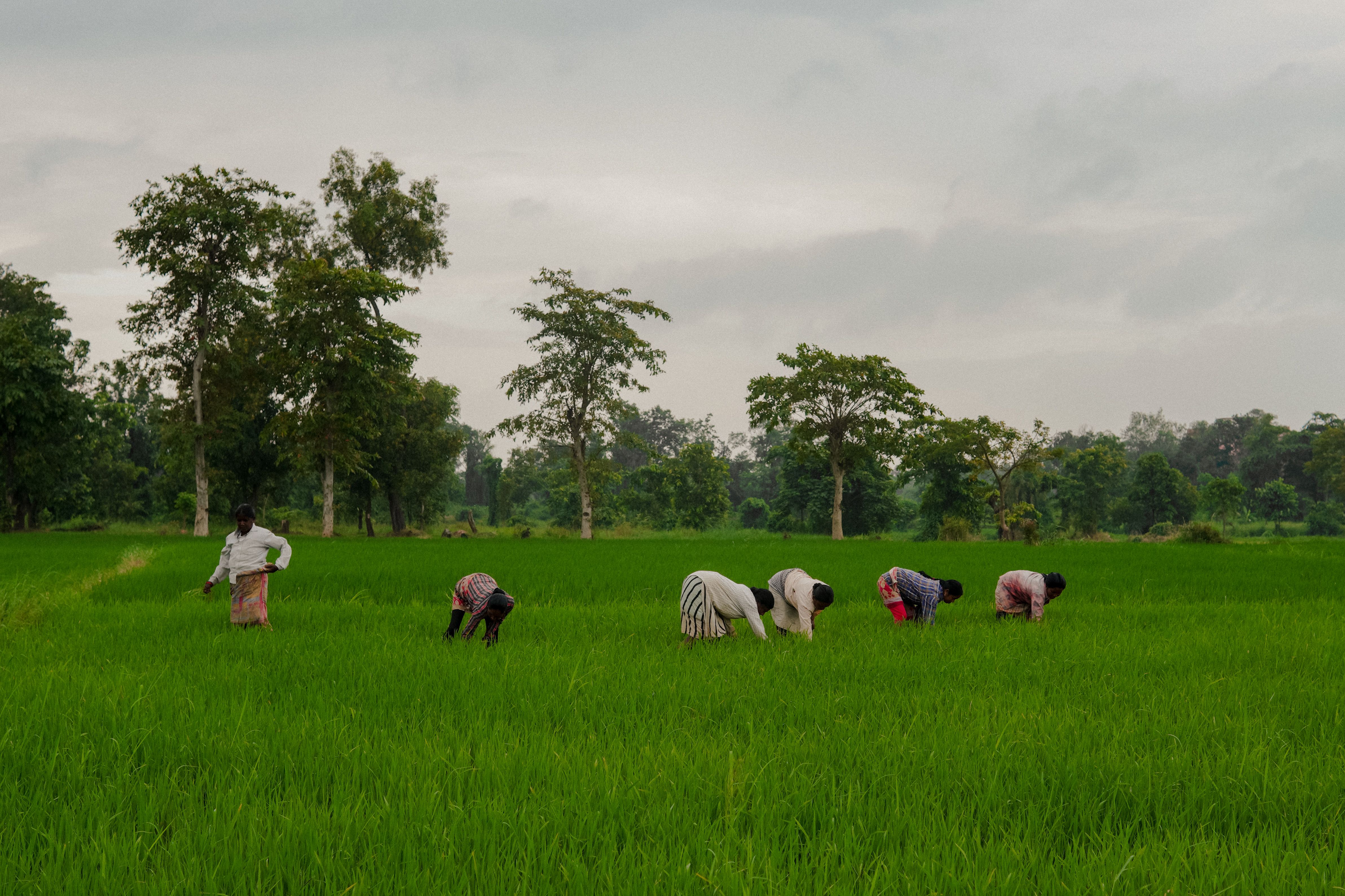 Farmers Working on Rural Field · Free Stock Photo