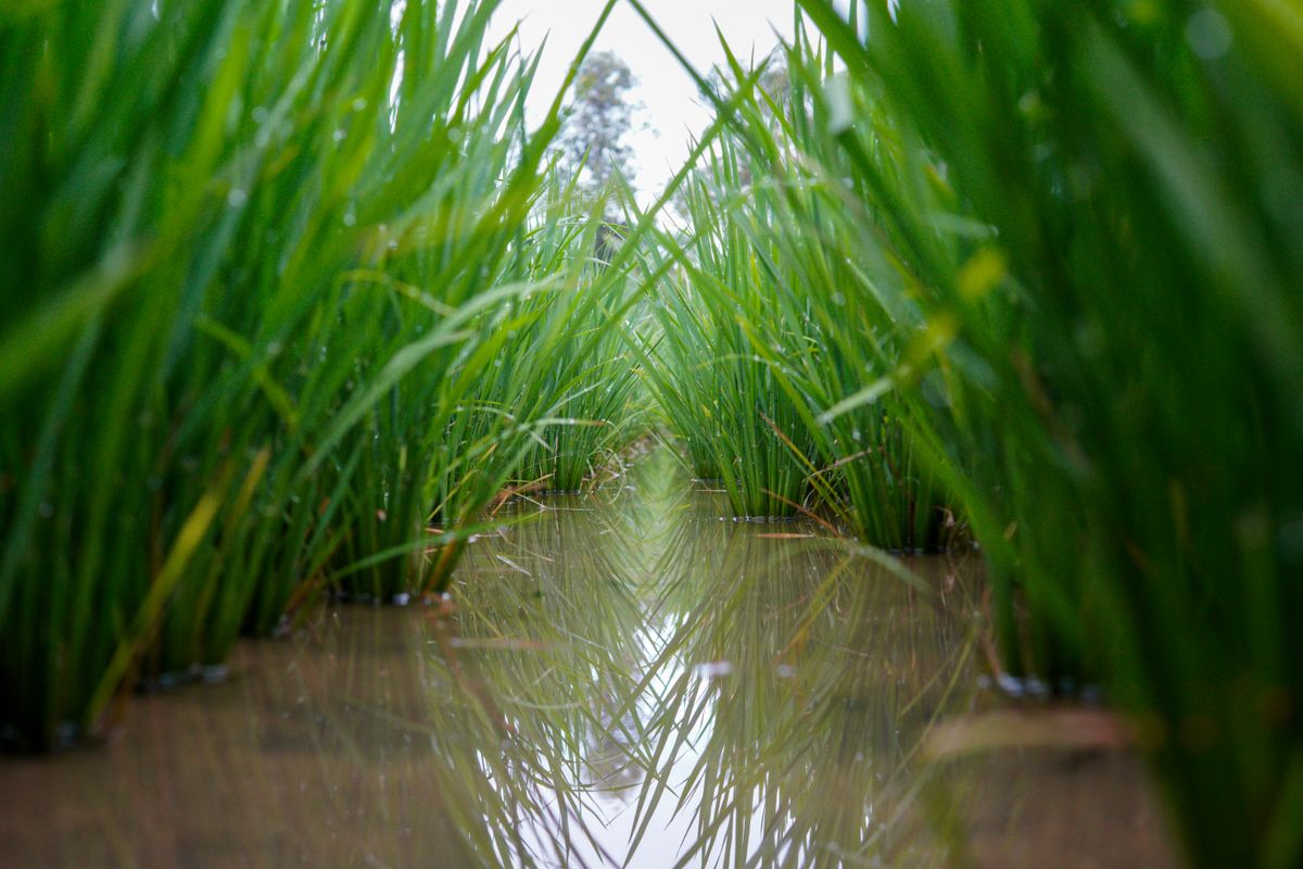 Close-up of a vibrant rice paddy field reflecting in water, showcasing the lush growth and natural environment.
