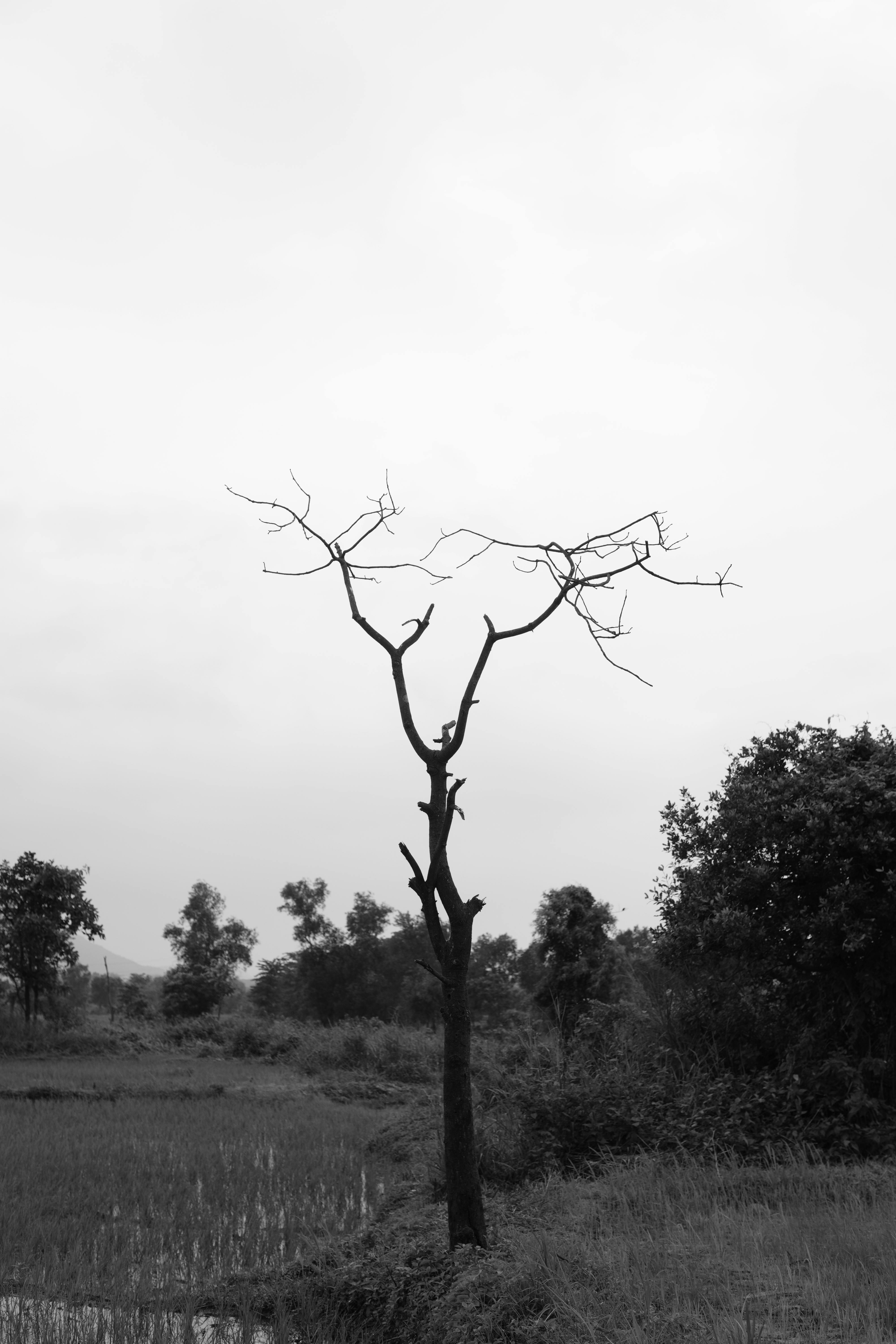 a black and white photo of a tree with no leaves