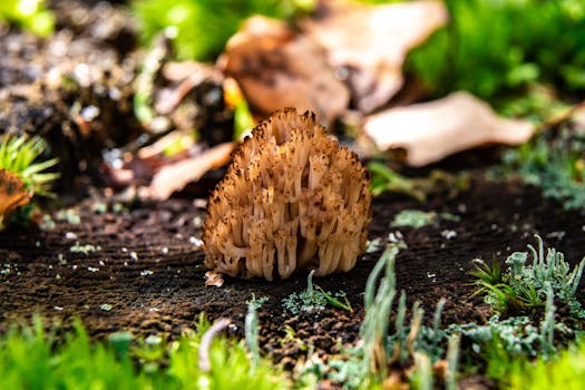 Detailed view of a wild mushroom growing on a forest floor with moss and leaves.