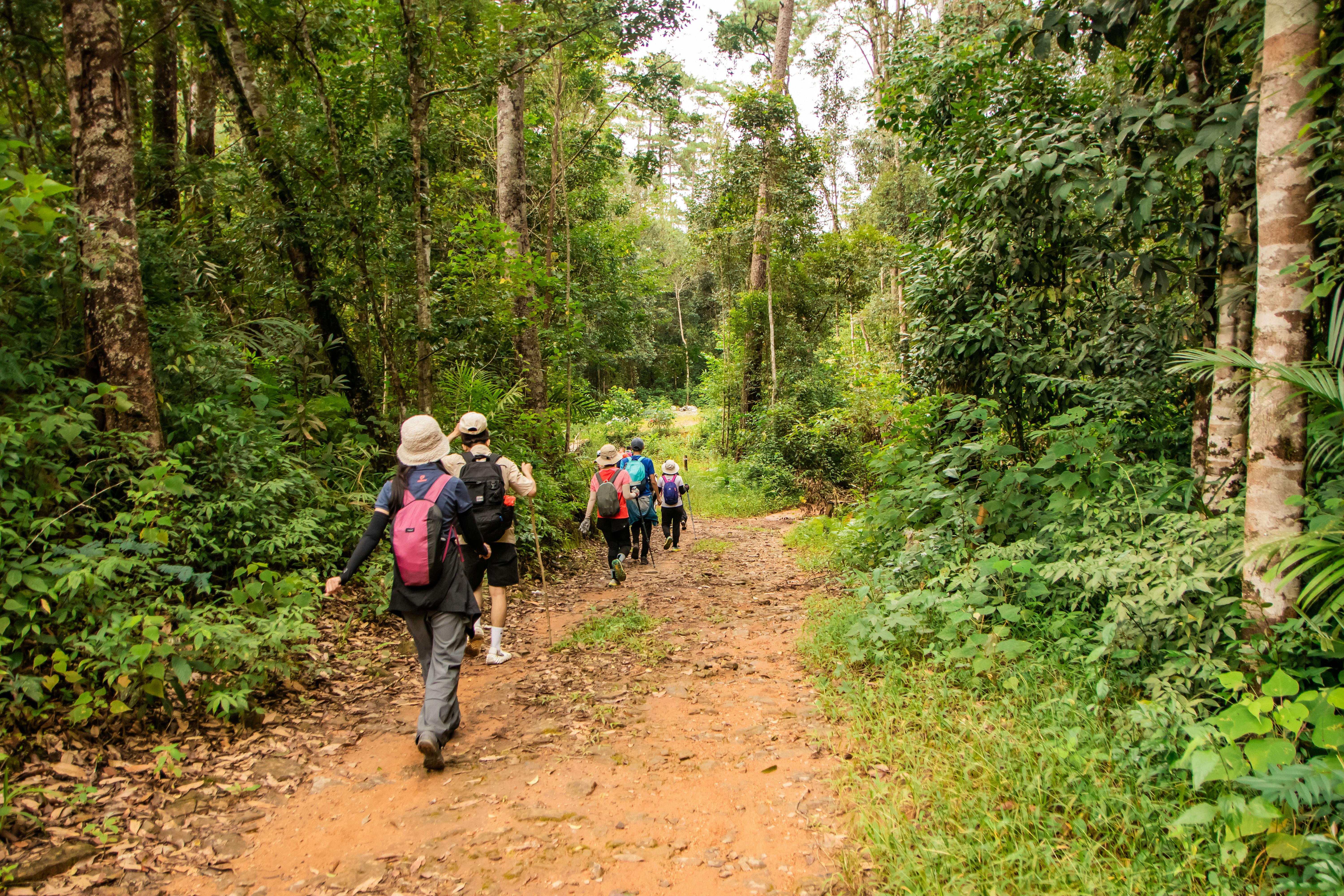 a group of people walking down a trail in the jungle