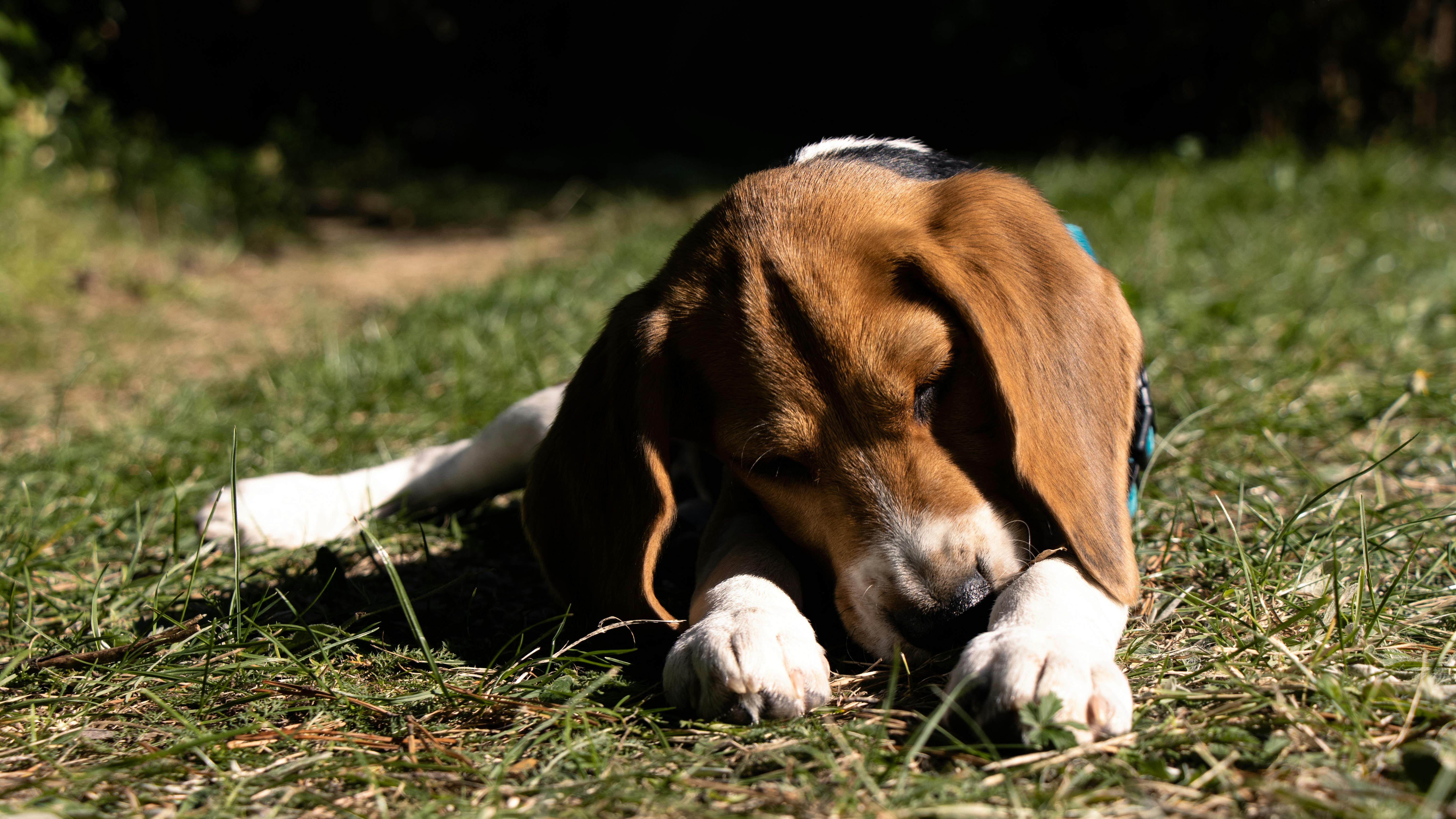 cute beagle puppy dog on the grass