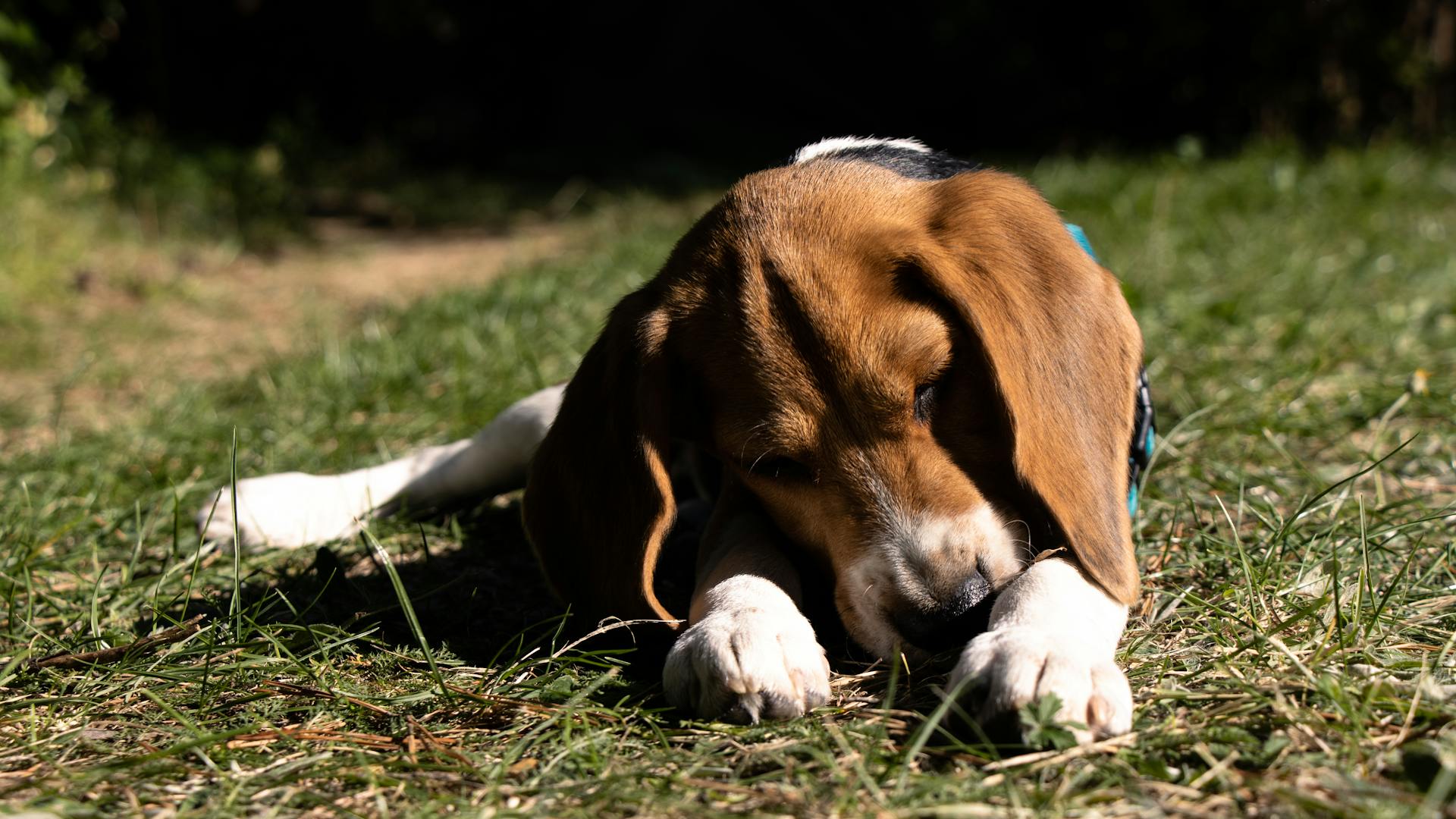 Un mignon petit chien sur l'herbe.