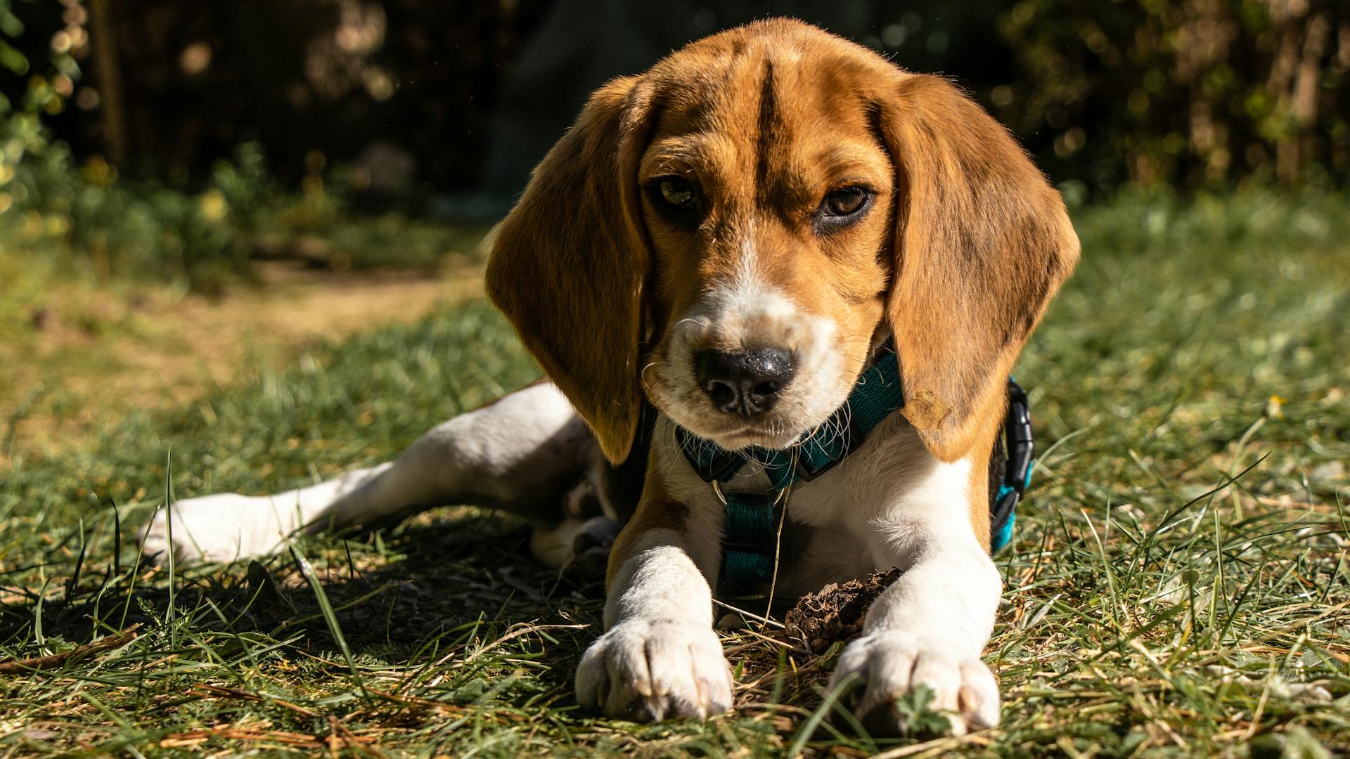 Söt beagle valp hund på gräset.