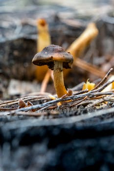 Detailed close-up of a solitary wild mushroom in its natural forest habitat, surrounded by twigs and leaves.