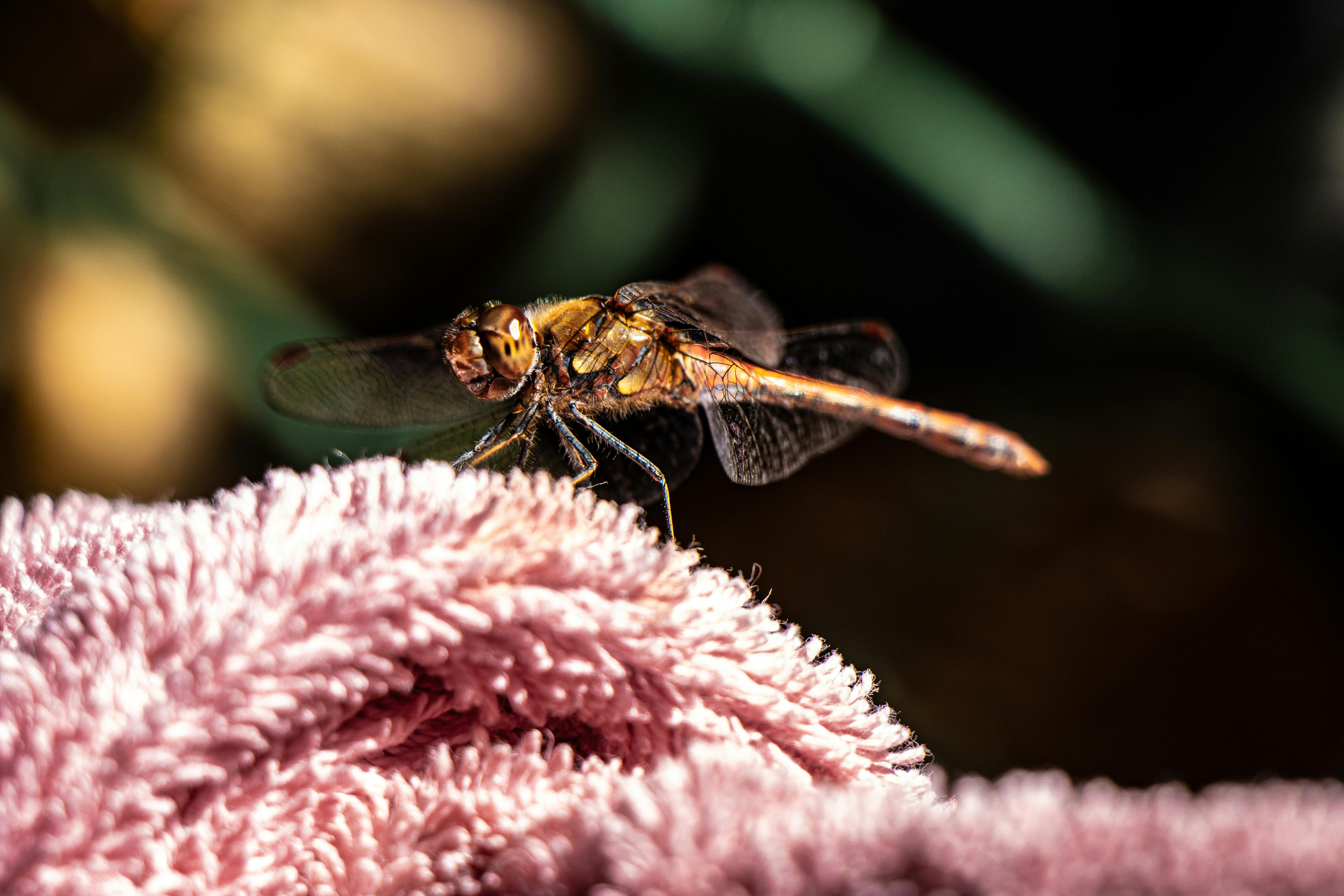 Detailed close-up of a dragonfly resting on a soft pink fabric in natural light outdoors.