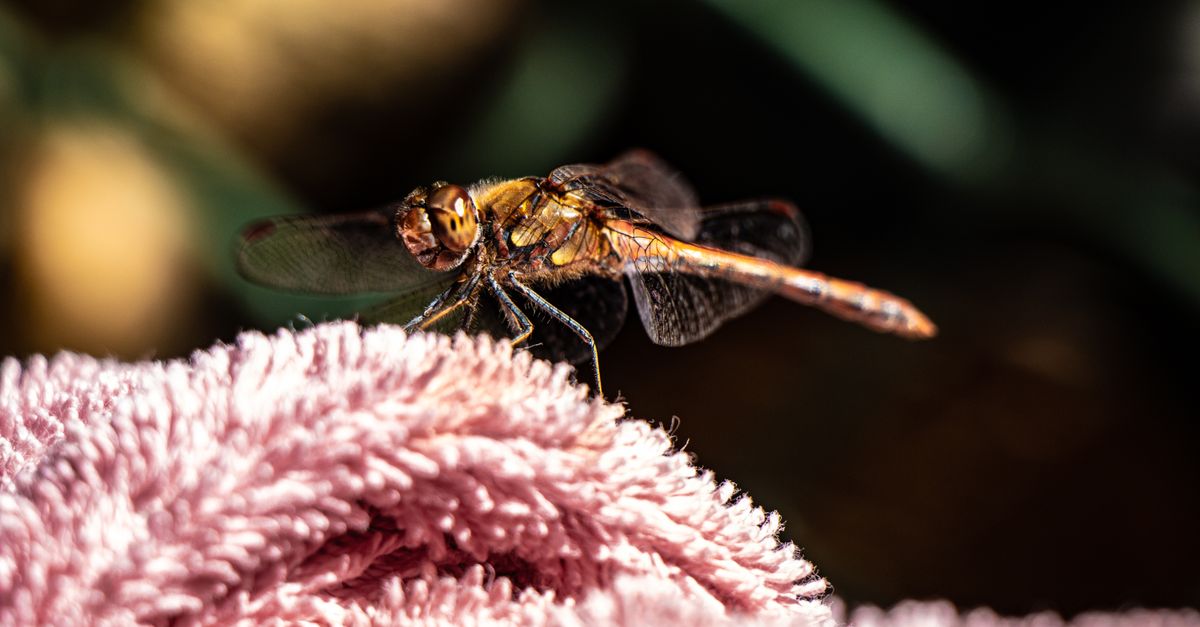 Detailed close-up of a dragonfly resting on a soft pink fabric in natural light outdoors.