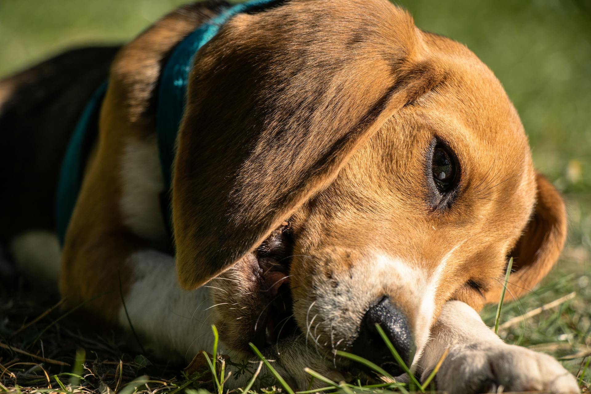 Cute beagle puppy dog ​​on the grass.