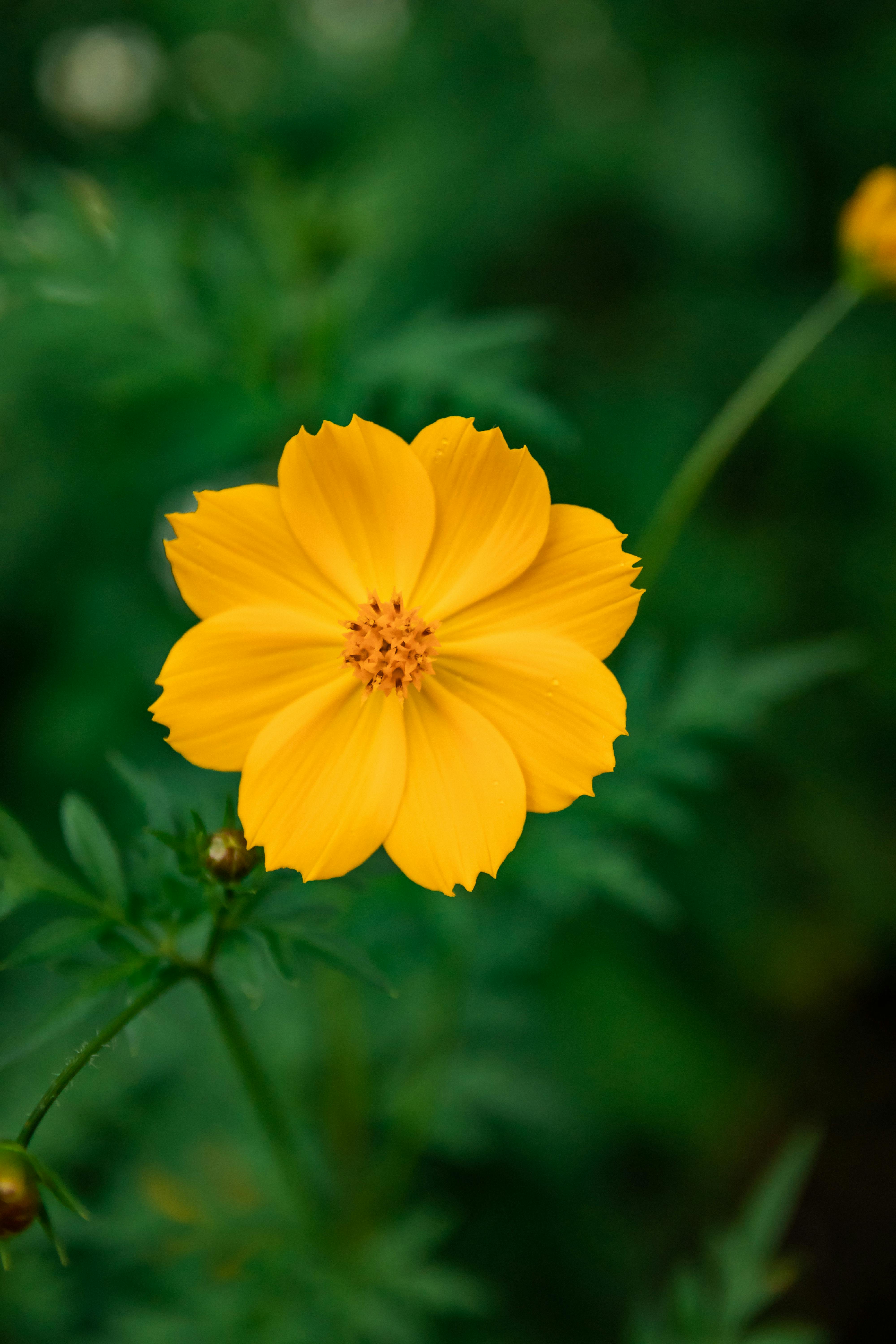 a yellow flower with green leaves in the background