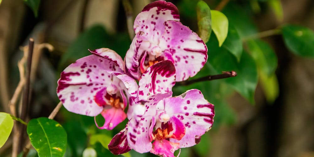 Khám Phá Thế Giới Sôi Động của hướng dẫn đăng ký go88