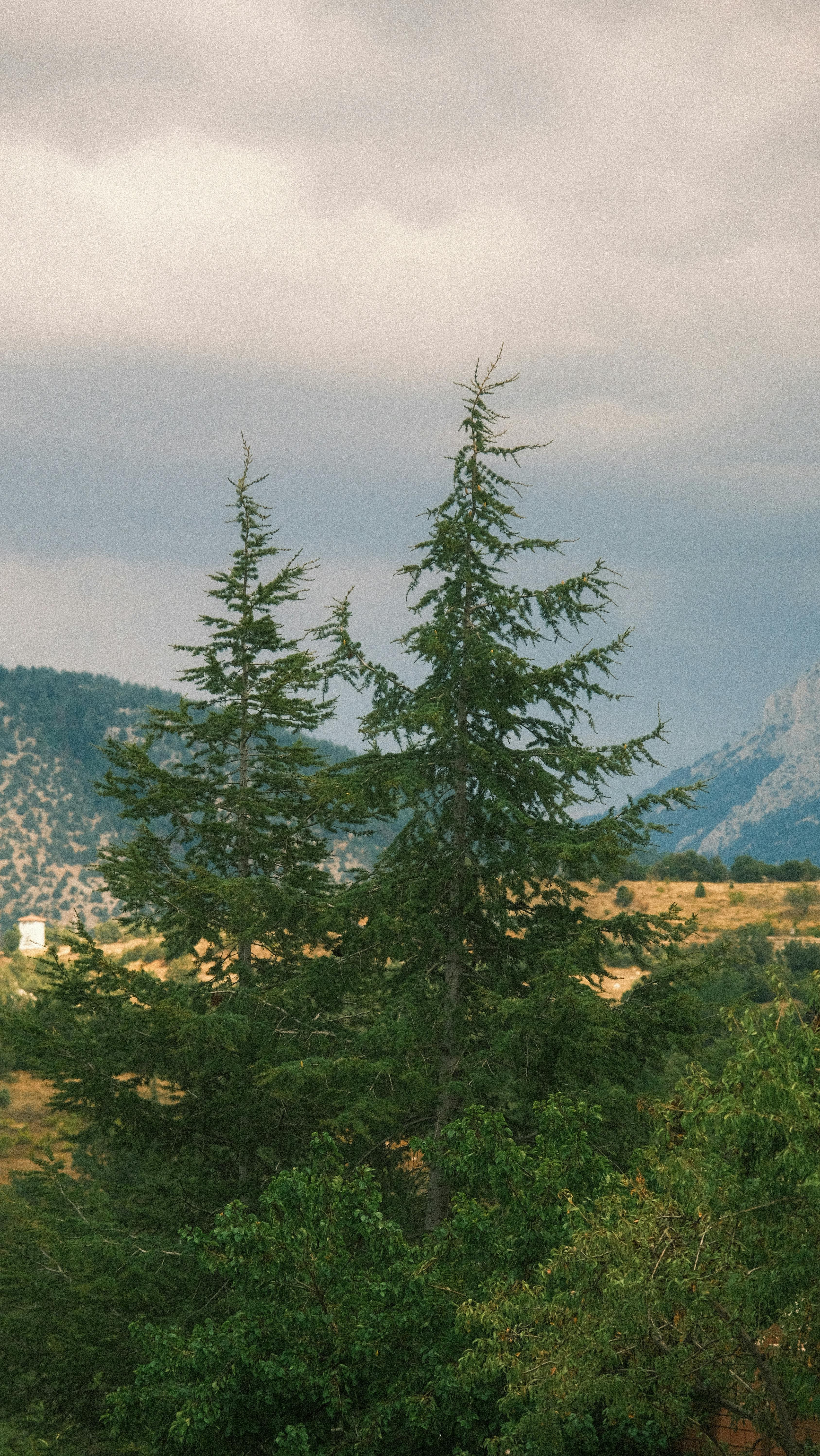 Peaceful countryside scene featuring lush conifers against cloudy sky.