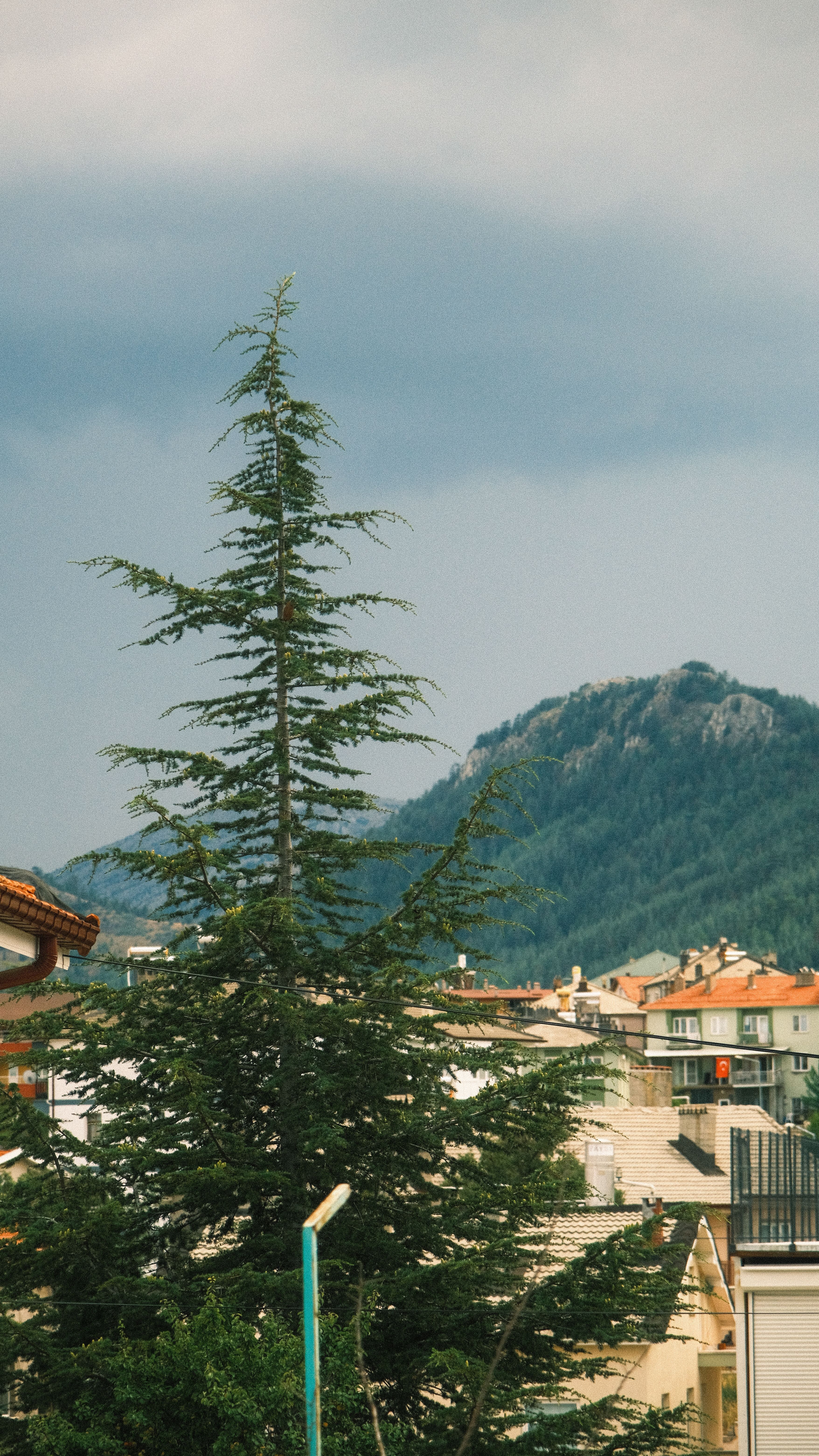 Scenic view of a mountain town with a prominent evergreen tree and cloudy sky.