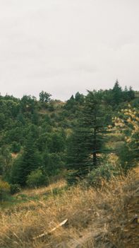 Serene view of a lush green forest on a hilly terrain under an overcast sky.