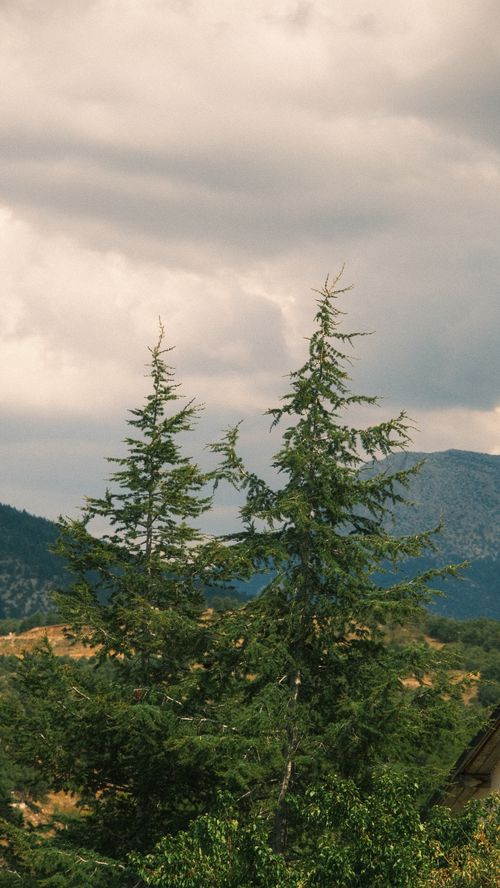 Free Tranquil view of coniferous trees under a cloudy sky in a rural forest setting. Stock Photo
