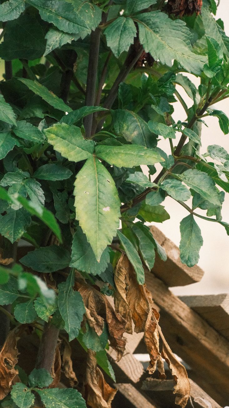 close up of wilting shrub leaves showing transplant shock