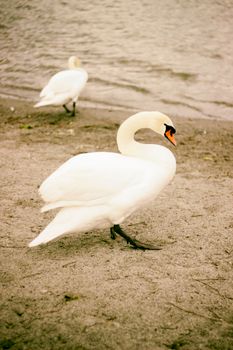 A graceful swan strolling on a lake shore with another swan in the background.
