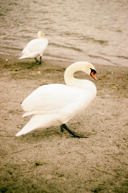 A graceful swan strolling on a lake shore with another swan in the background.