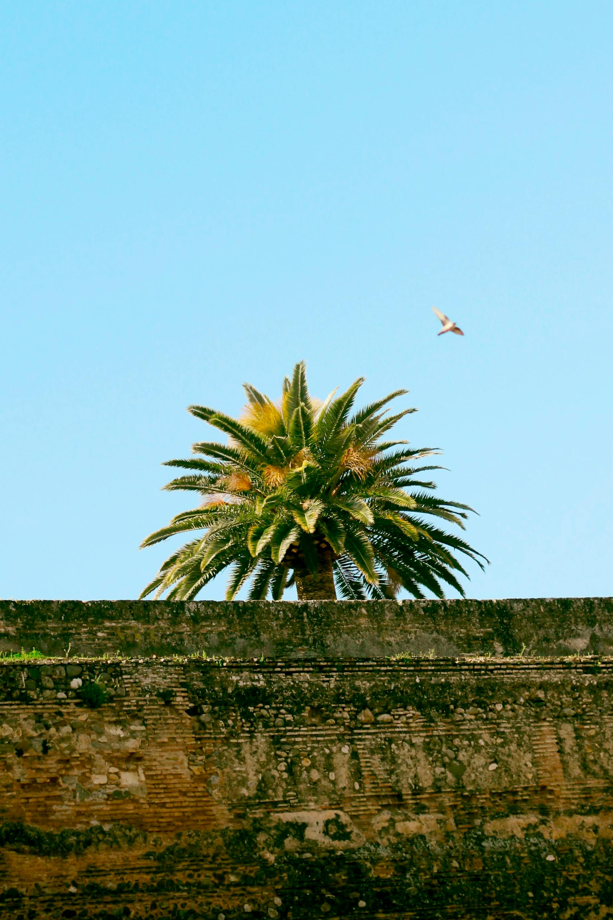 A solitary palm tree with a blue sky background, capturing a serene tropical vibe.