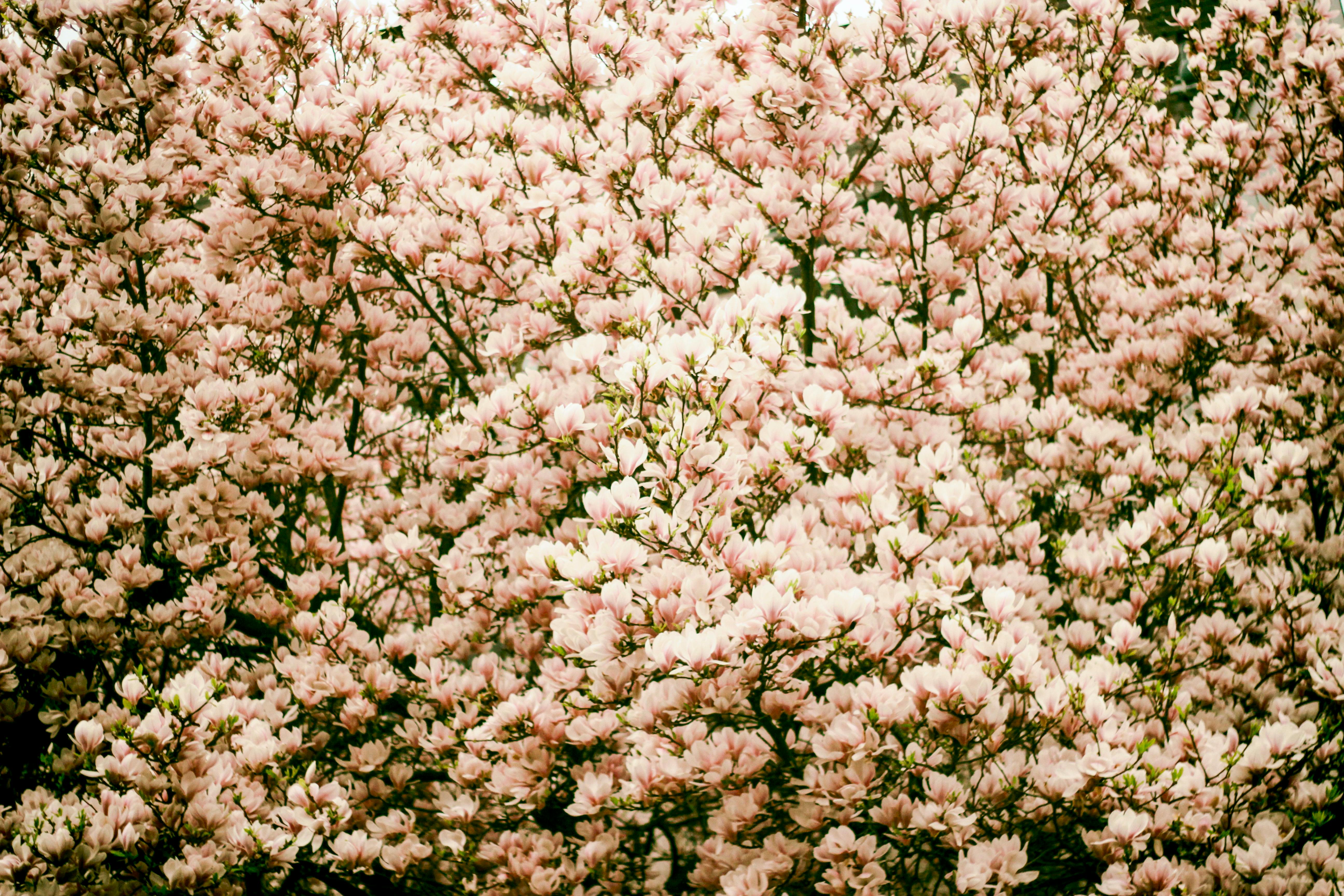 Beautiful magnolia blossoms capturing the essence of spring's vibrant and lively nature.