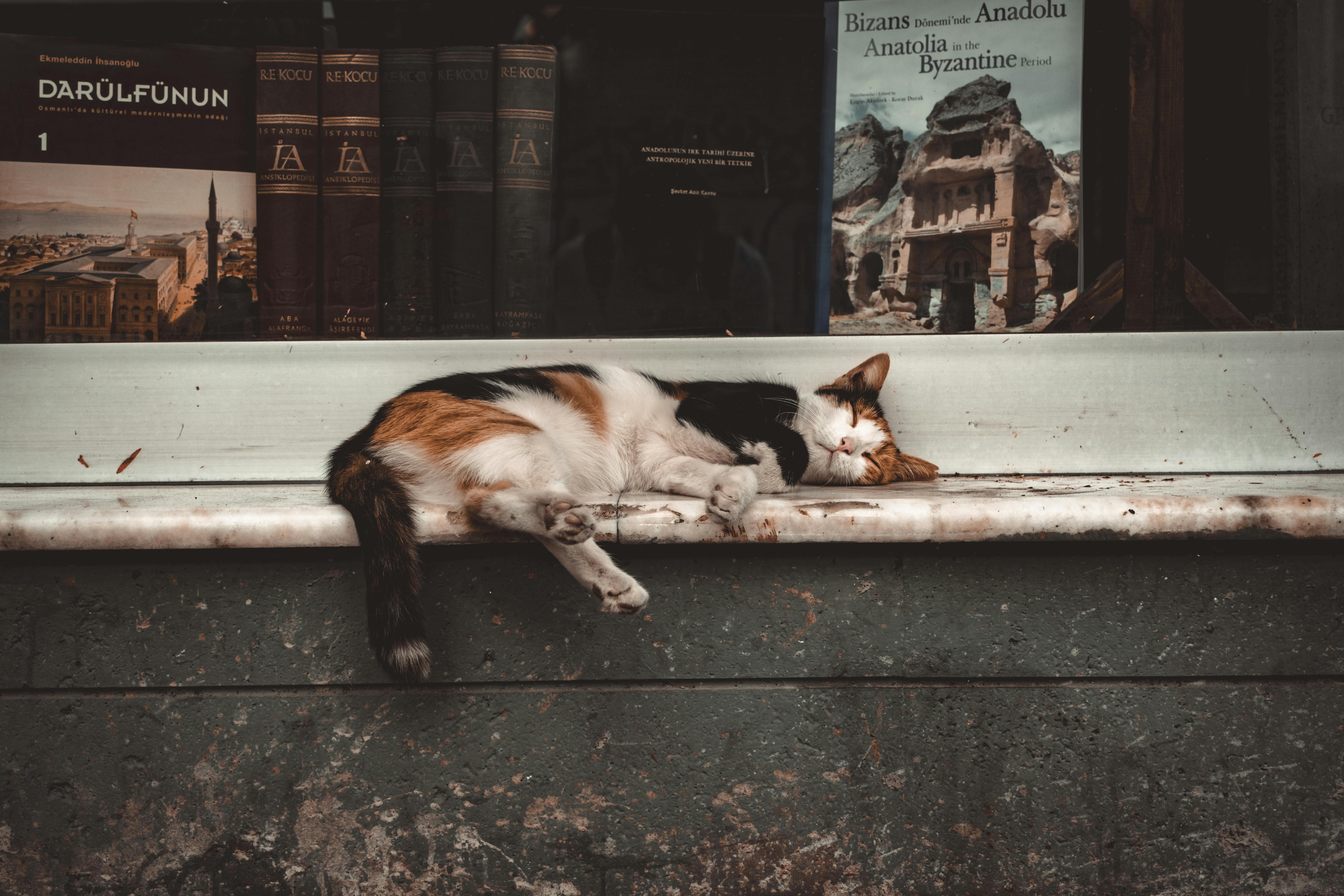 Ancient Palaces, a Cat Café, and KPop Demon Hunters—the Perfect Family Travel Itinerary for South Korea — Photo by Yaşar Başk