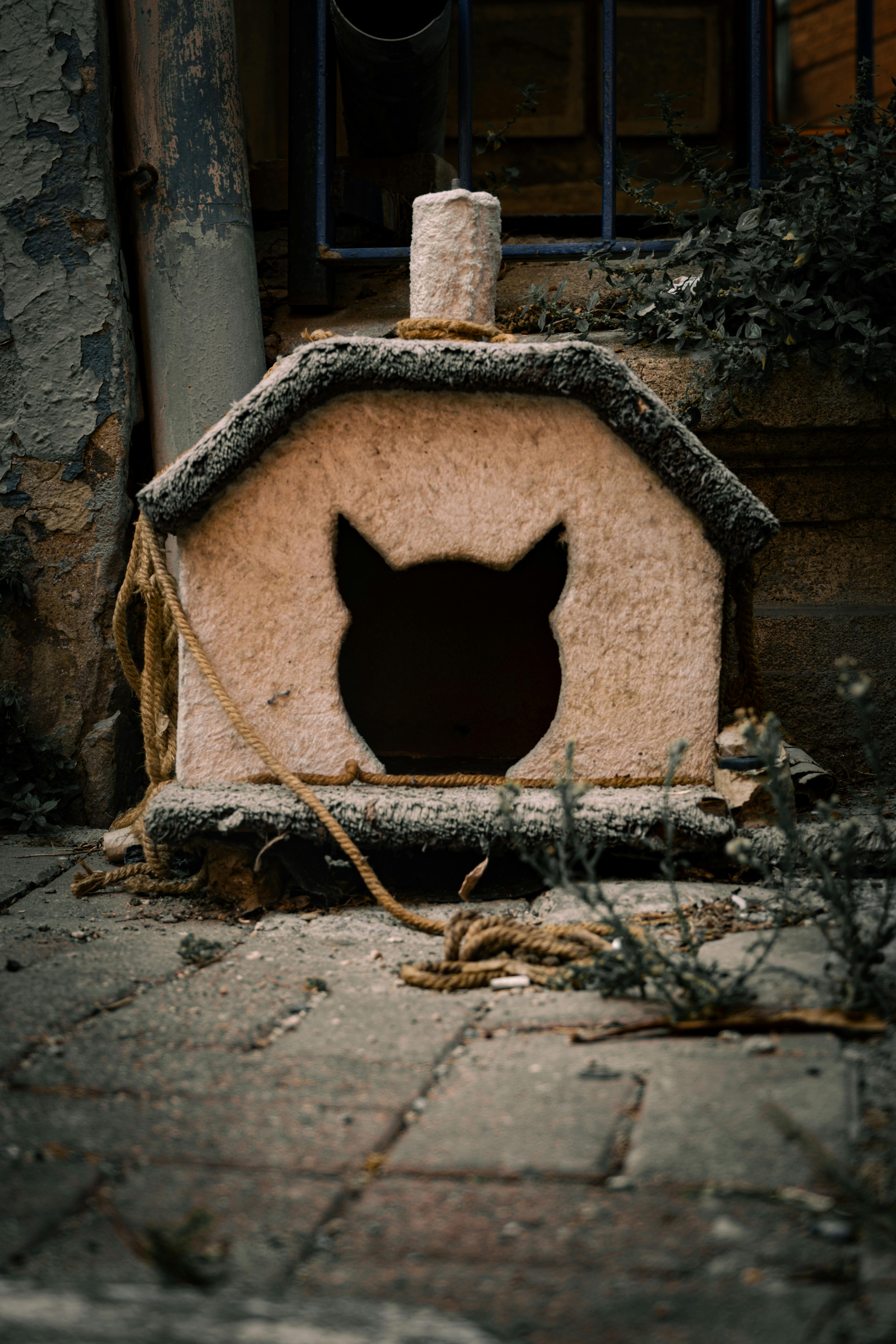 a cat house with a cat in it