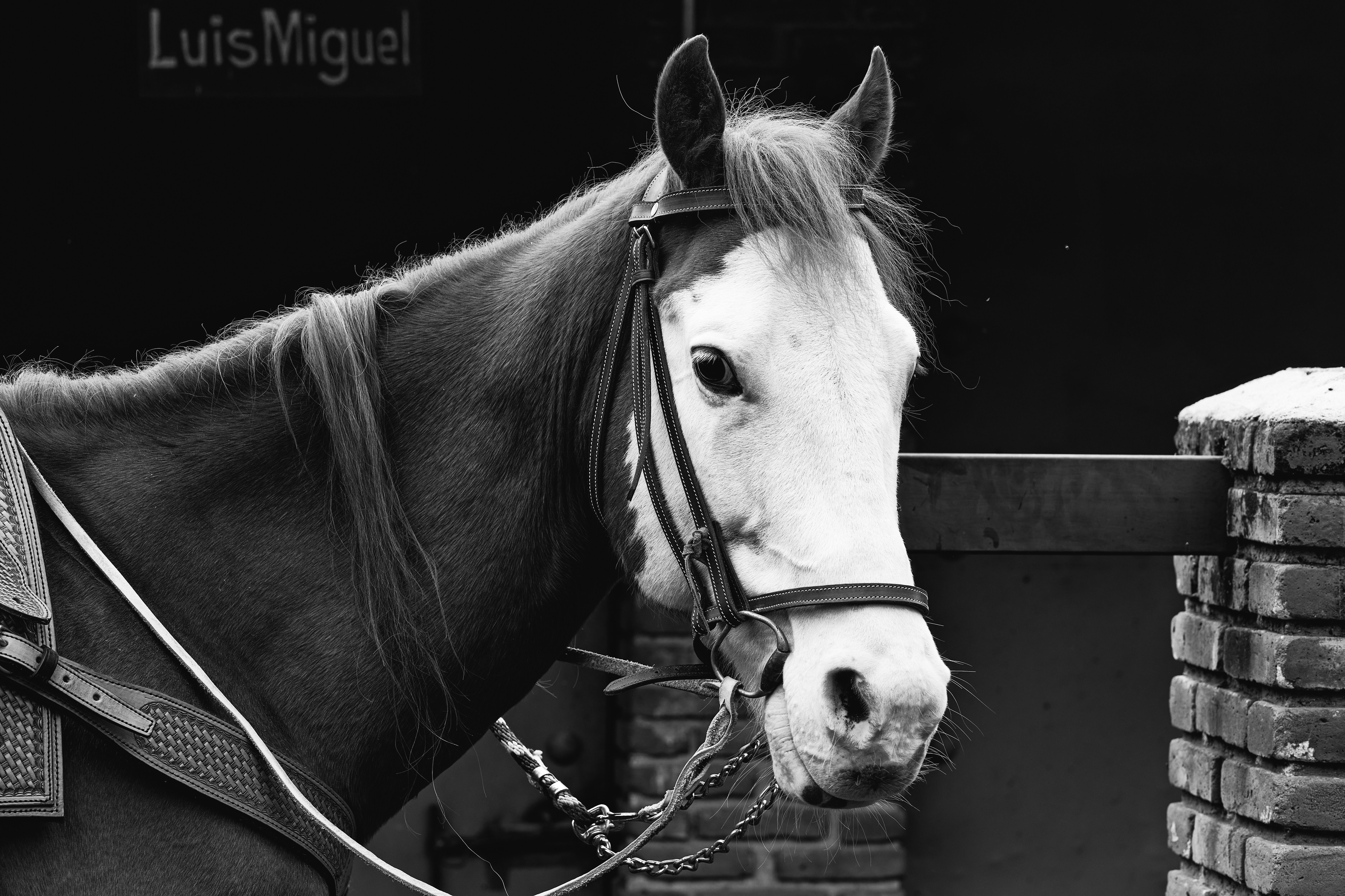 Close-up of a harnessed horse in a black and white setting, highlighting its elegance.