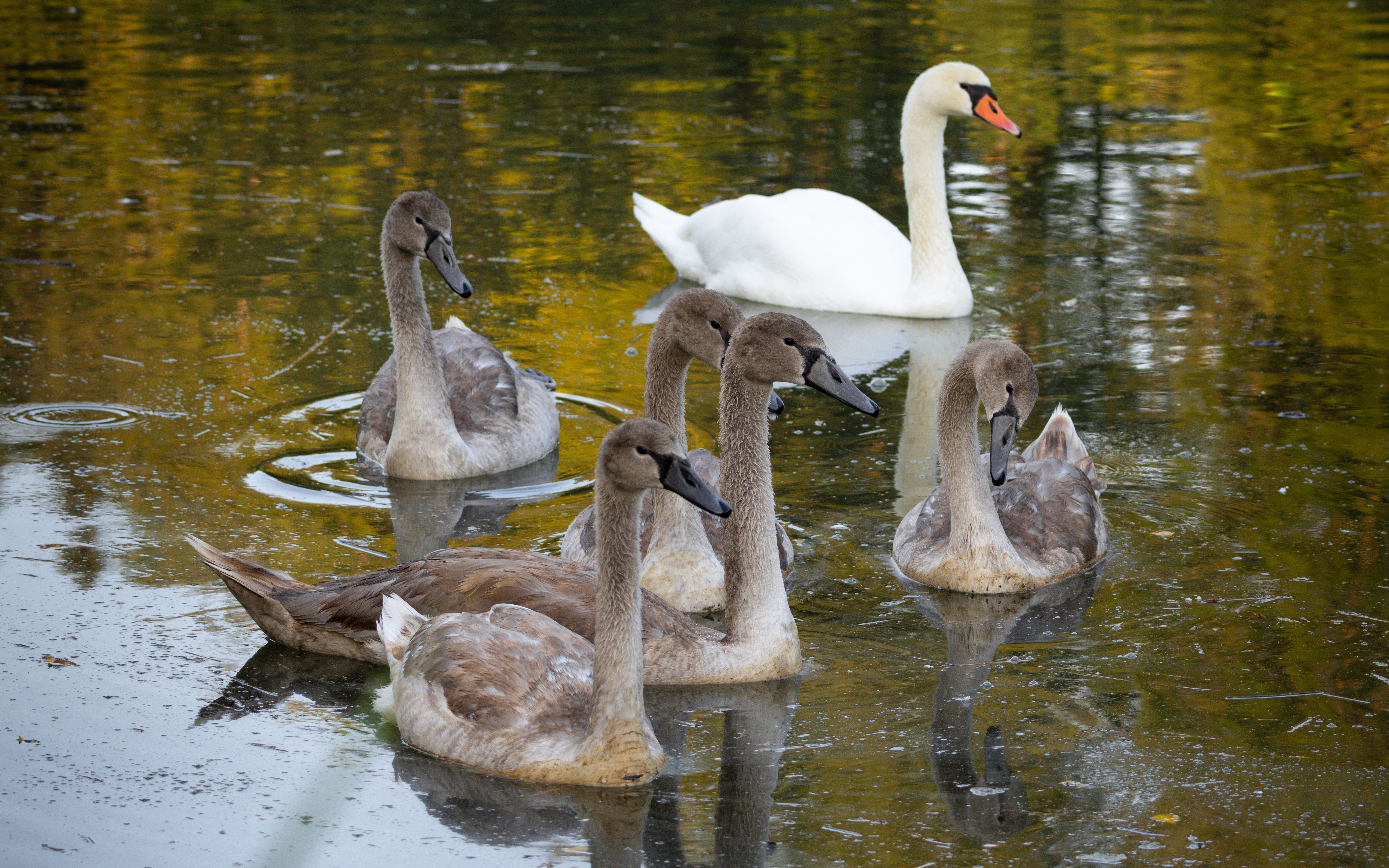 Herfstaandachtig landschap met elegante zwaan.