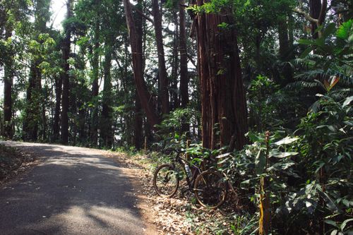 Free A bicycle leaning against a tree on a quiet forest path with sunlight filtering through the leaves. Stock Photo