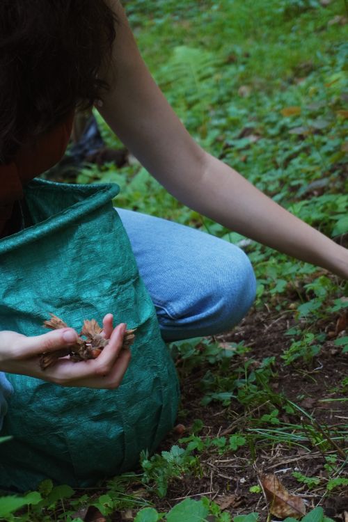 Free A woman collecting hazelnuts in a lush green summer garden. Perfect for summer lifestyle themes. Stock Photo