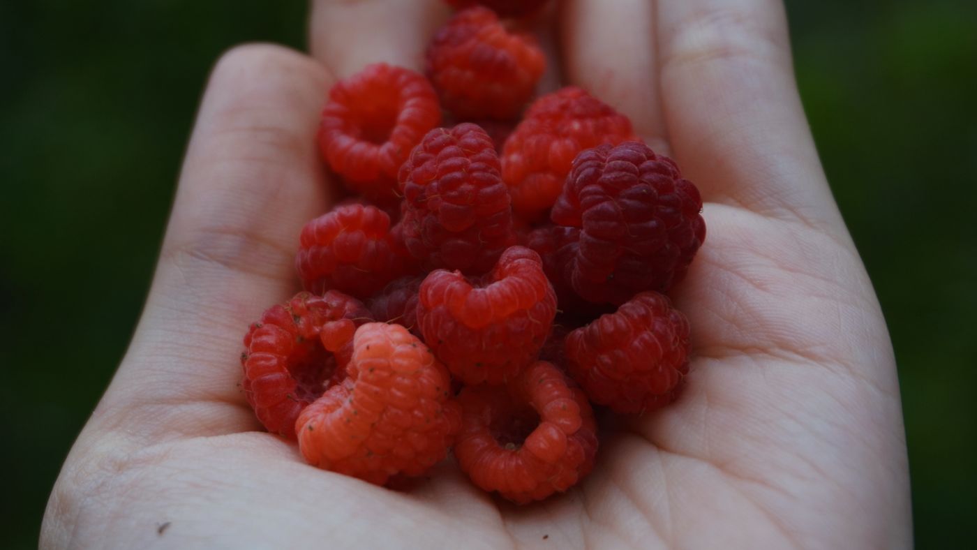 3-Year vs. 5-Year Raspberry Bushes in Zone 6: Worth the Wait?