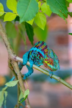 chameleon photo