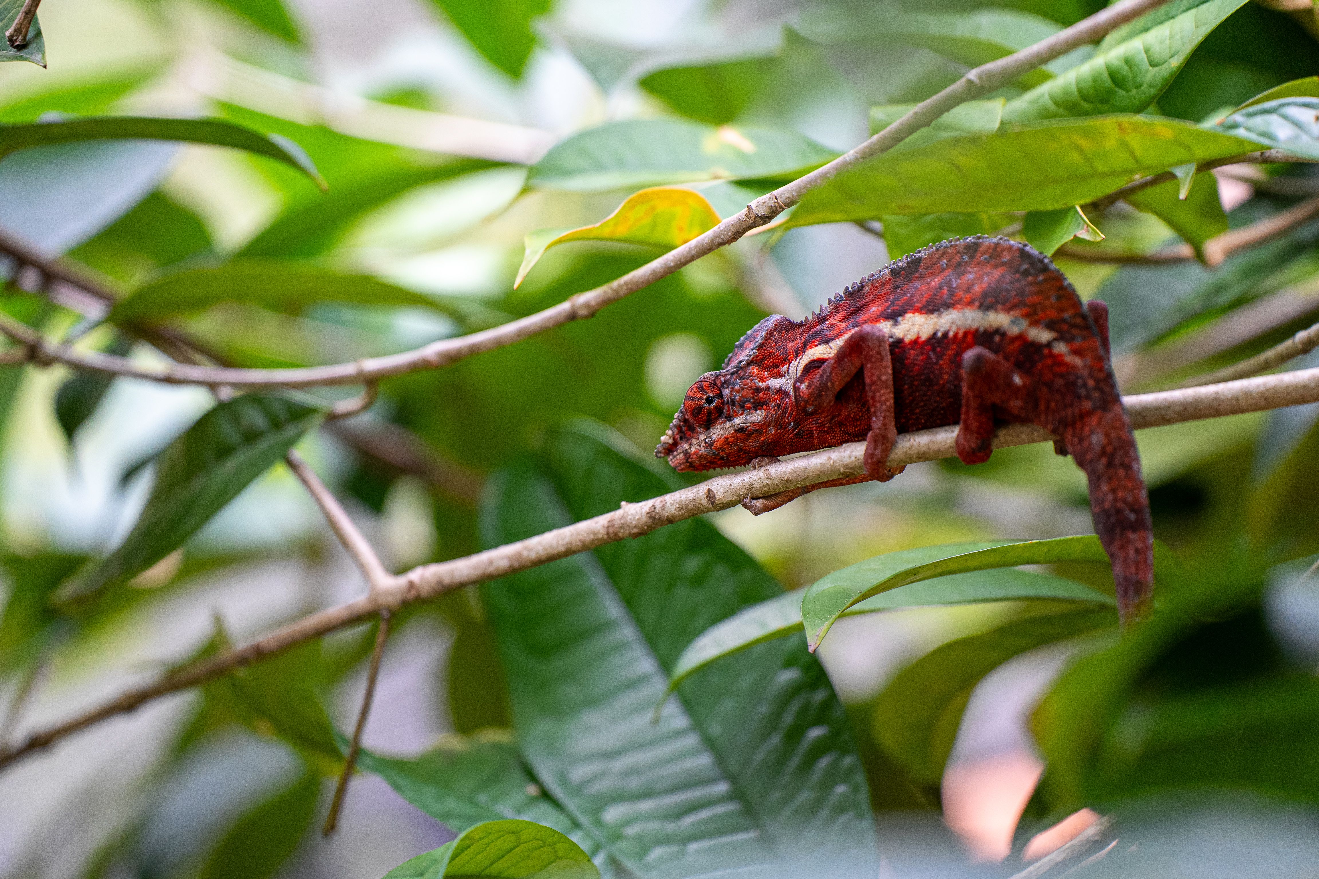 Vibrant chameleon blending in with lush green leaves on a tropical branch.