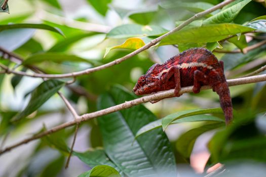 chameleon photo