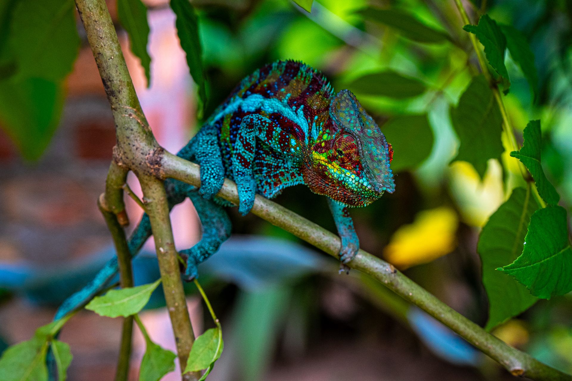 Close-up of a Chameleon Sitting on a Branch